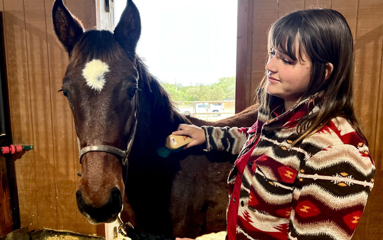 Abby grooming a foal by brushing and haltering it.
